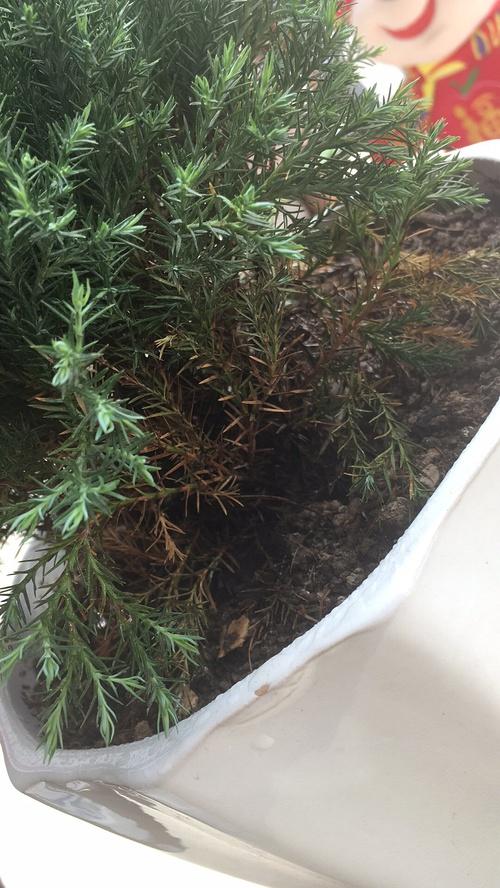 求助,我的云松怎么了.