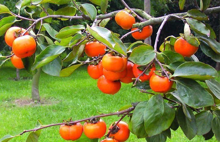 秋季养生吃柿子,但要懂得"柿"可而止!