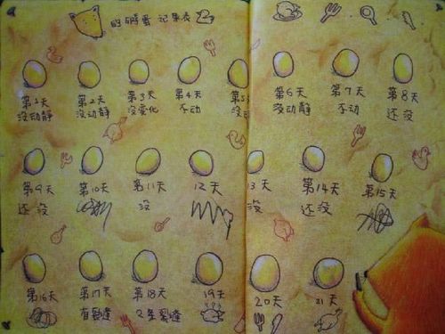 经过了21天的变化,我们的鸭宝宝孵化出来了!