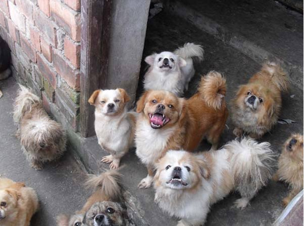 沿街乞讨的老人身旁总是跟随着一群流浪狗,背后的故事令人感动