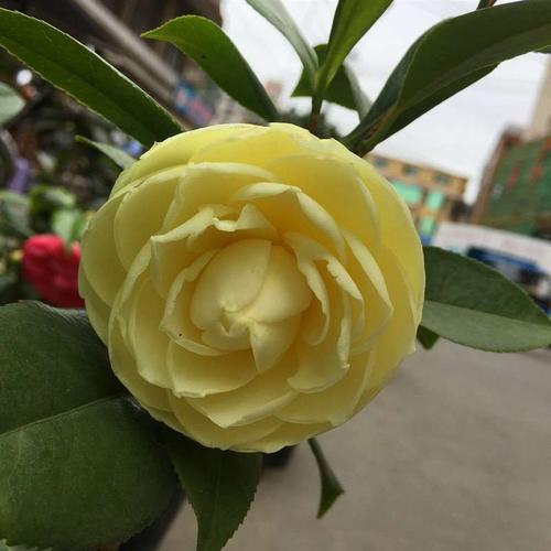 龙岩新款俊花香黄色山茶花树苗正黄旗带花苞名贵品种花卉绿植阳台