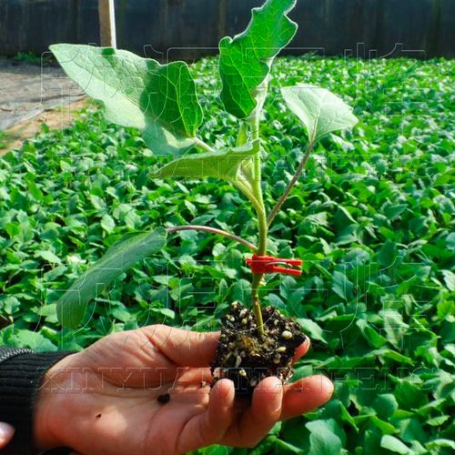 改良托鲁巴姆茄子嫁接专用砧木圆茄长茄罐蔬菜家庭园艺种子