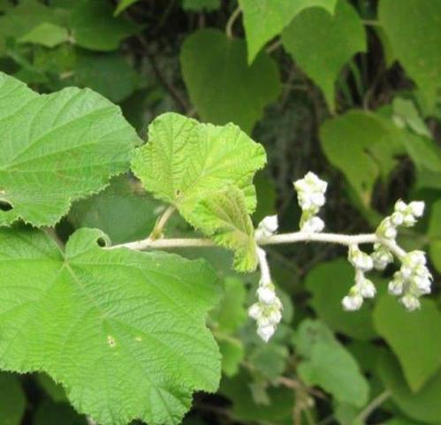  p>粗叶悬钩子 攀援灌木,单叶,革质;叶柄长2-4.