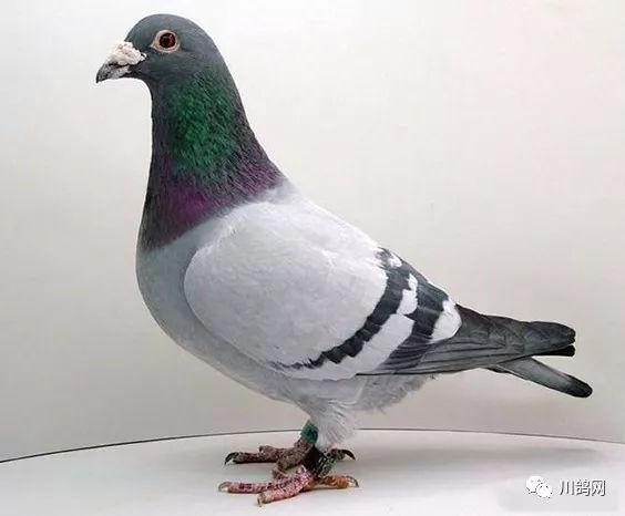 赛鸽经验纯色鸽子到底怎么样