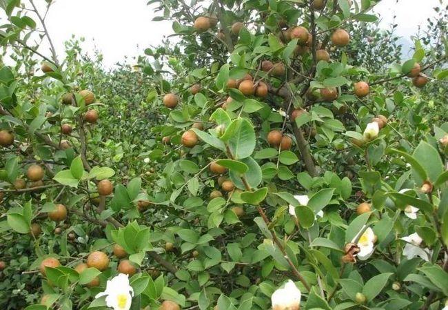 也就是国庆节前后,客家农村满山的茶树都挂满了一串串的茶籽