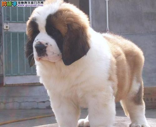 圣伯纳犬图片