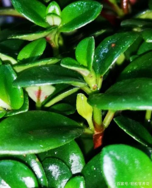 金鱼吊兰花苞没长大就枯萎了,养护注意这几点,有序盛开不萎蔫