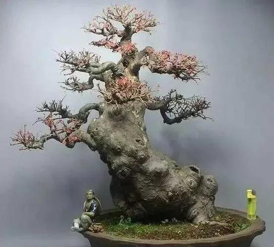 自然老桩形态各异,榆树盆景怎么制作,才能成为"无价之