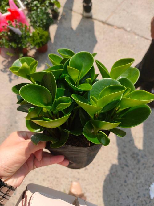 碧玉盆栽 精品小盆栽青碧玉 紫碧玉 产地直销