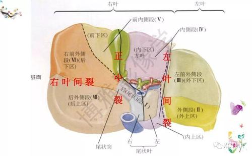 收藏丨肝脏分叶分段的影像解剖