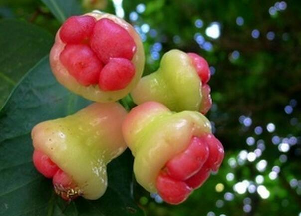 子暄新采波萝莲雾果树种子释迦果种子南方种番荔枝zz