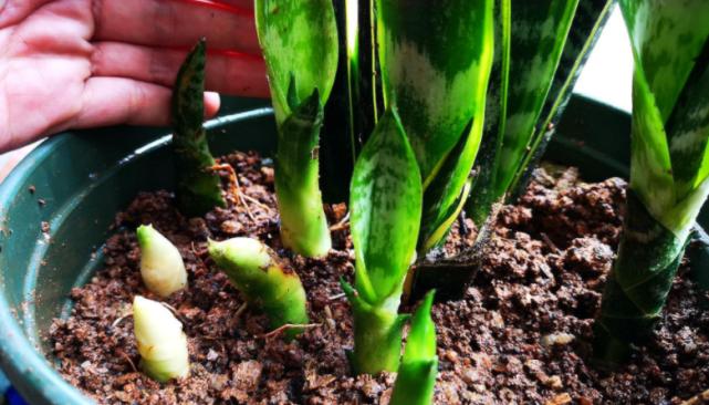 虎皮兰长得不壮实,迟迟不发新叶?5方面养护到位,窜满盆