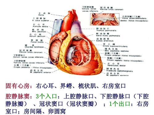 心血管系统解剖学课件07ppt