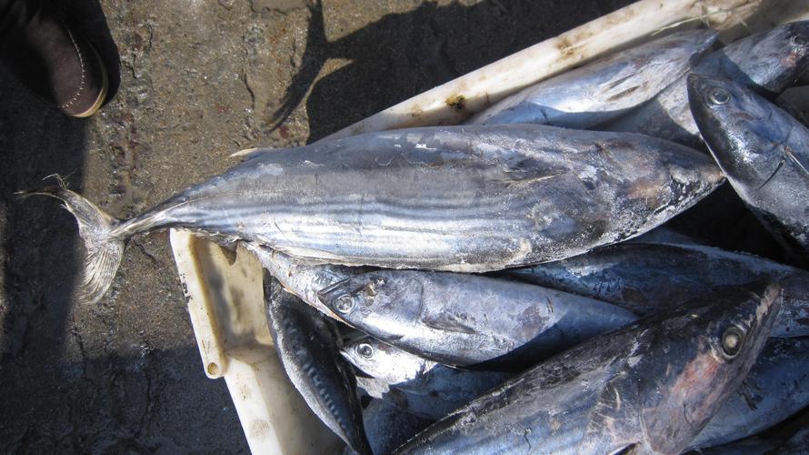 whole round frozen tuna fish