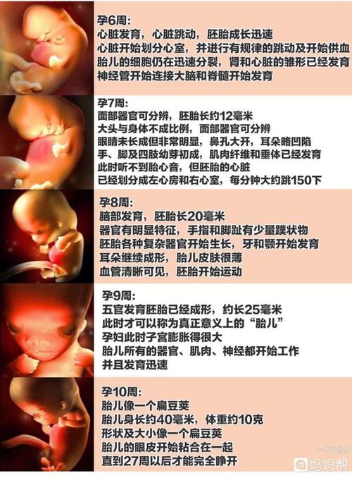 1～40周胎儿发育详细全过程