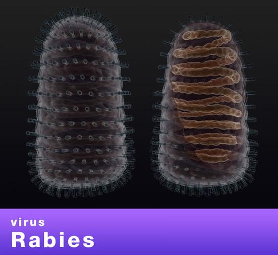 virus rabies 3d model