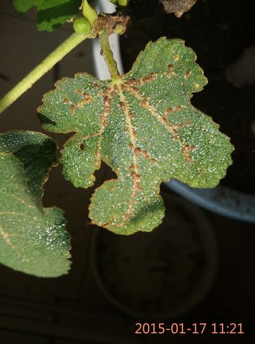 无花果树,不知道是什么病或者长的什么虫子,帮帮忙,怎么治?