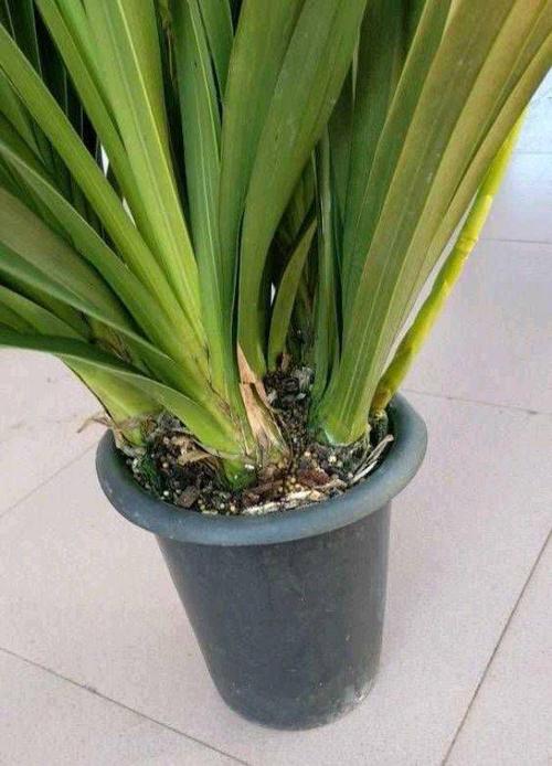 养大花蕙兰,一定要记住"三点",花苞多花朵大灿烂盛开