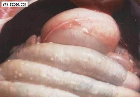 猪病大全——猪食道口线虫病(症状图谱)