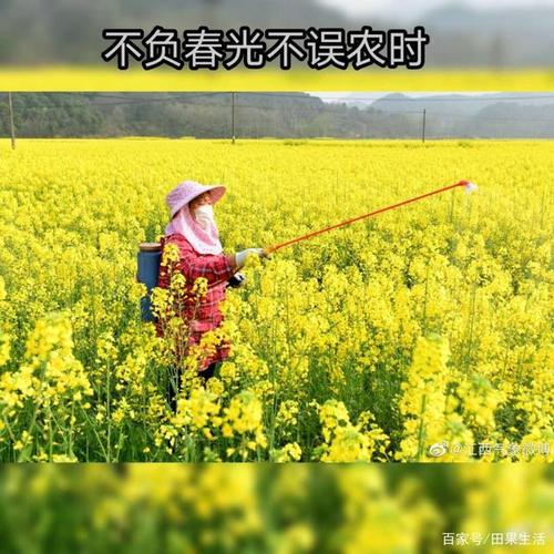3月16日驻马店市汝南县木屯村勤劳的农民正在给油菜打药驱虫.