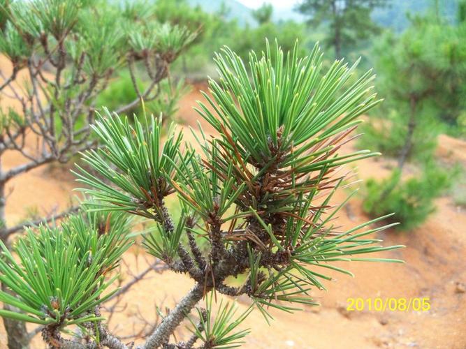 比喻松树像什么的句子有哪些怎么比喻松树像士兵