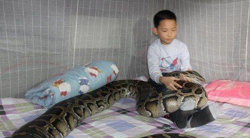 原创世界上最大的蟒蛇,长达16米重达1.5吨,曾经是地球的霸主