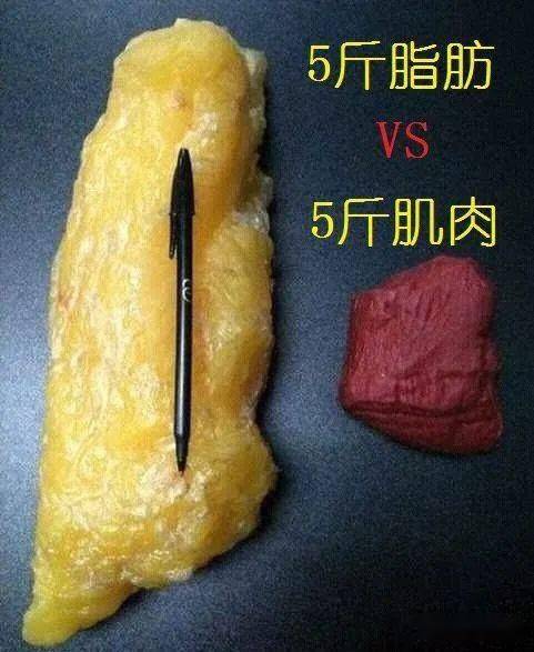 同样是5斤脂肪和5斤肌肉,体积外观上差异太大了