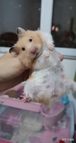 不过金丝熊一般都会口水浴. 我觉得仓鼠的味道大多来自于,尿液.