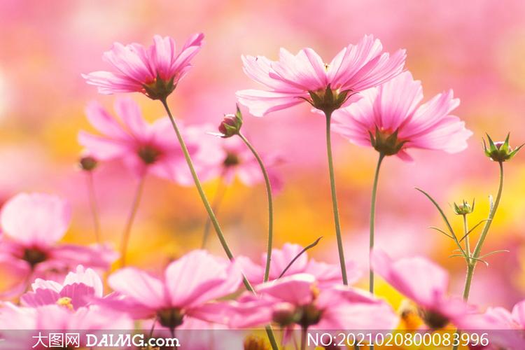 大图首页 高清图片 花卉植物 > 素材信息         蓝天下的粉色花朵和