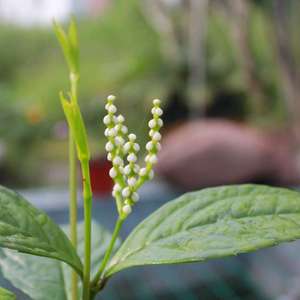白珠兰 珍贵稀少白花珠兰鱼子兰 兰花香味 不带花苞 室内花喜阴植