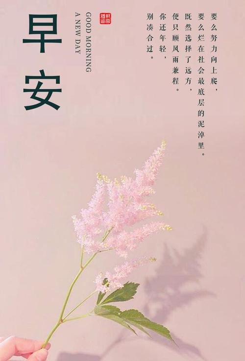 很高级的早安问候气质文案,元气满满,句句干净治愈!