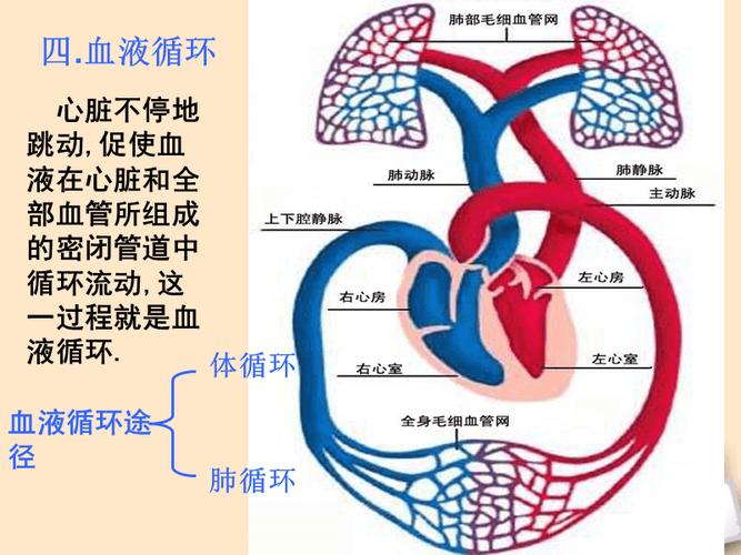 4-3-2输送血液的泵--心脏之血液循环的途径.ppt