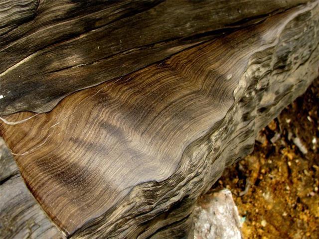 阴沉木其实不是某个植物种类的名称,而是指古森林在历经地壳变迁之后