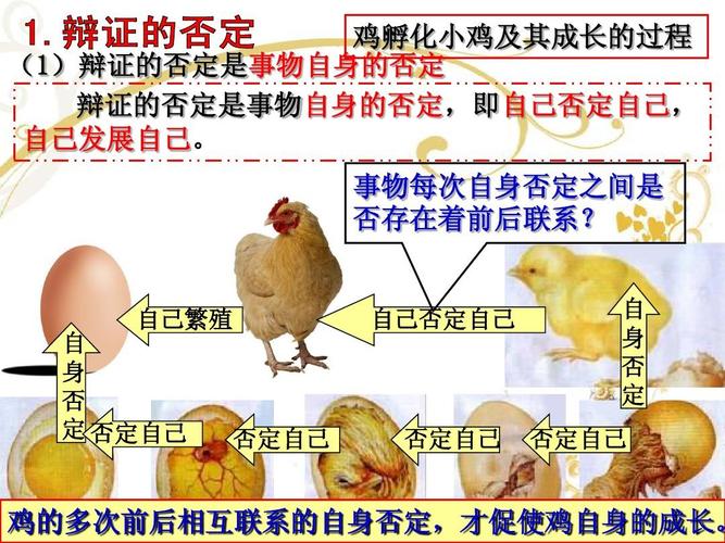 市优质课一等奖 鸡孵化小鸡及其成长的过程 (1)辩证的否定是事物自身