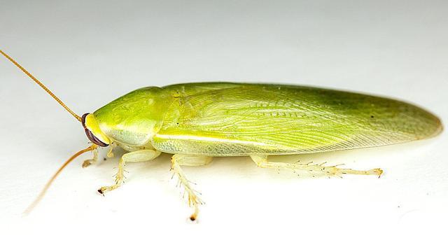 古巴蜚蠊,又叫绿香蕉蟑螂;另一种则是蜚蠊目姬蜚蠊科丘蠊属的某种蟑螂
