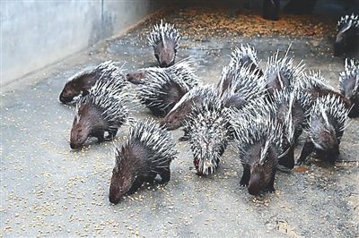 福建松溪县:豪猪"拱"开致富门