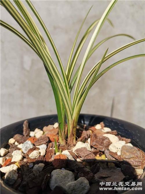 蕙兰:秀香锦-蕙兰篇-中国兰花交易网社区