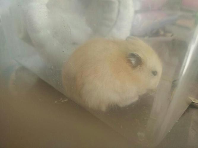 问一下这只仓鼠是不弓背