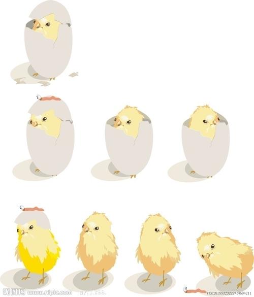 小鸡出壳全过程图片[矢量图,cdr]