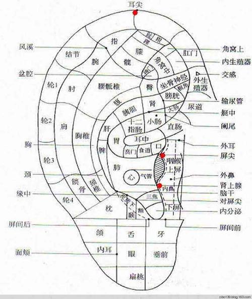 忽然,看到一篇好文,说是按摩耳朵治百病,查到治牙疼的方法,我掐住