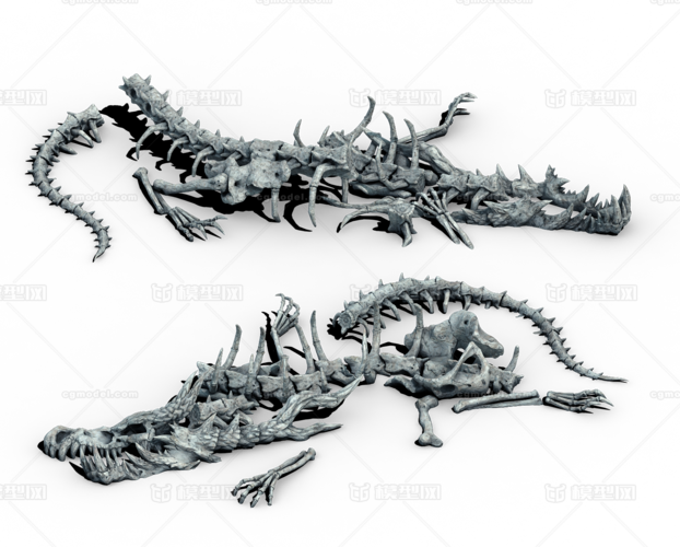 龙骨,龙骨化石,骨头,骸骨,残骸,动物头骨,尸骨,恐龙骨头,龙骨甲,骨架