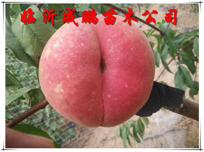 鞍山纽扣油蟠桃新品种
