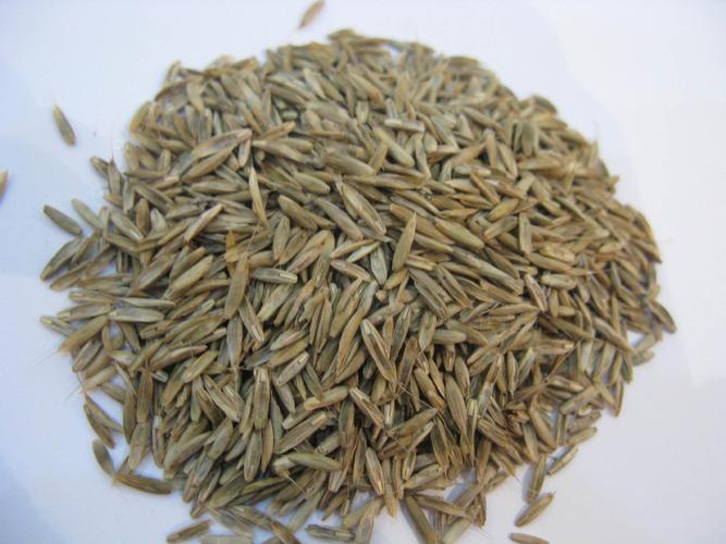 草种 进口草籽 凯特3号 gator 3       凯特3号是内生菌加强型品种