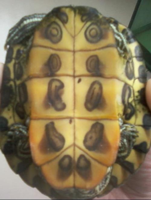 求助,乌龟壳白斑,如下图,平时养在水里,饮食精神良好