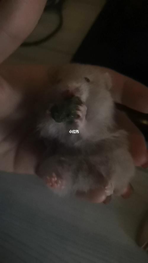 金丝熊天天在手上尿尿是怎么回事啊