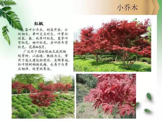 北方常见园林观赏植物——小乔木及灌木