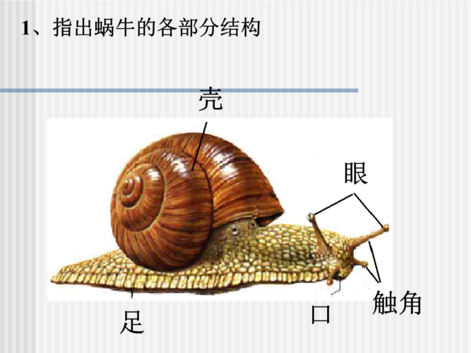 指出蜗牛的各部分结构.ppt