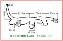 针毛鼠的洞道示意图