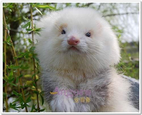 安哥鲁 安格鲁貂 玛雪儿貂 宠物貂 闪电色 宠物貂活体