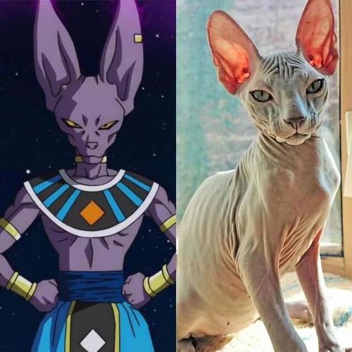 盘点那些经典动漫里的猫咪!它们的品种你都猜对了没?